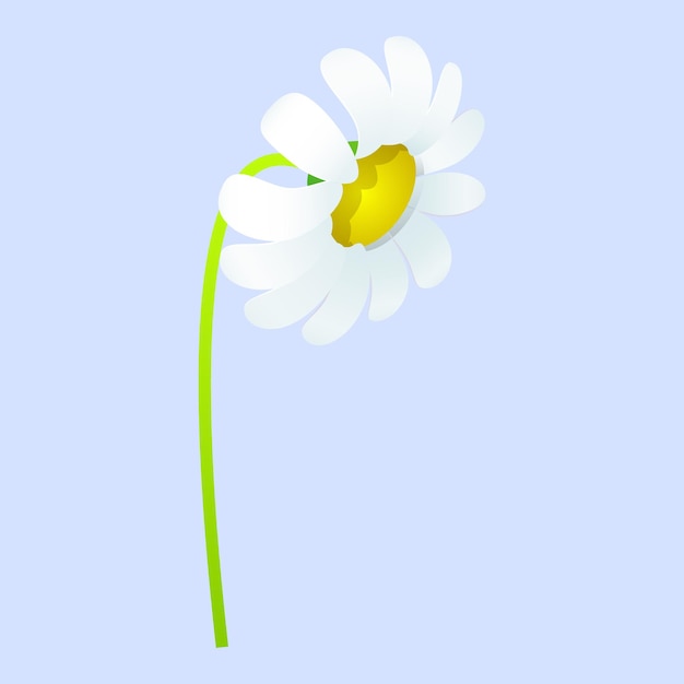 Vector flores de primavera en el fondo blanco