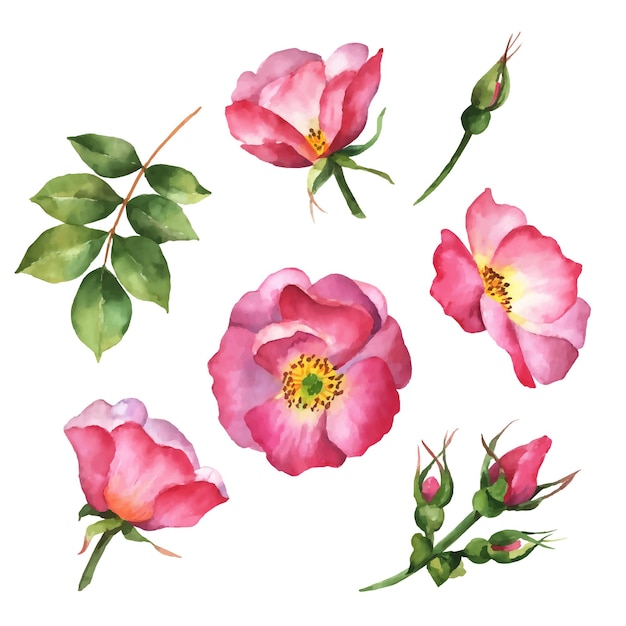 Vector de flores de rosa mosqueta ilustración dibujada a mano de rosas silvestres y hojas aisladas en blanco