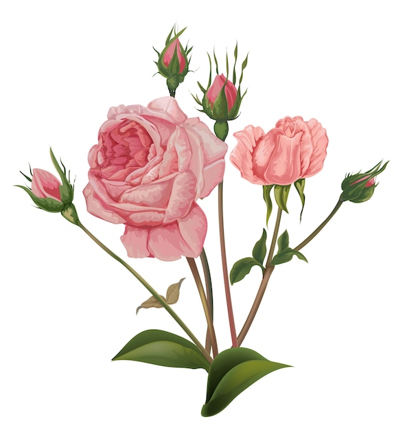 Vector de flores de rosas rosadas