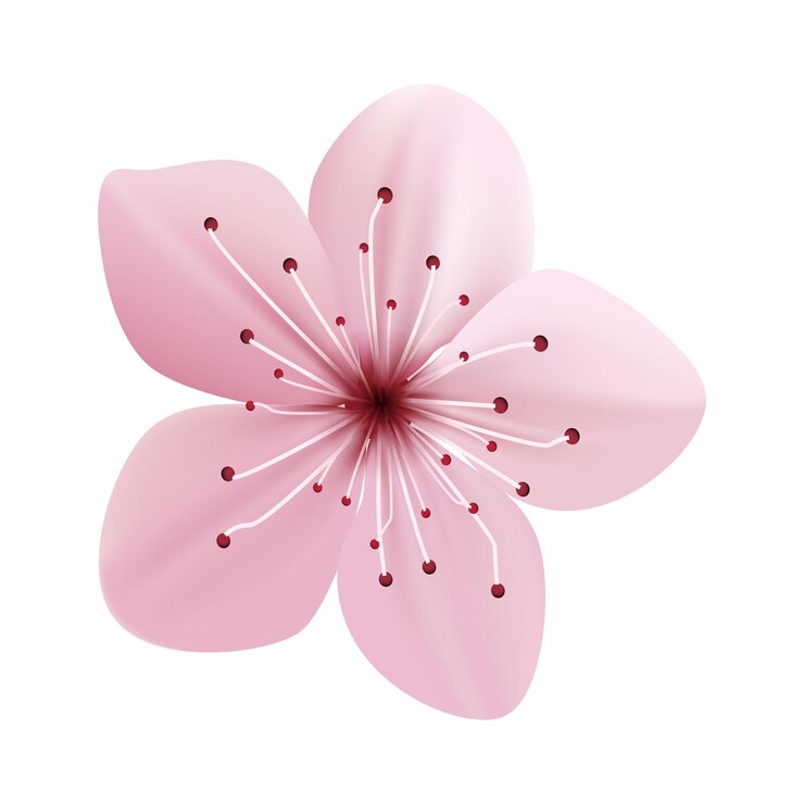 Vector vector de flores de sakura aisladas sobre un fondo blanco de primavera
