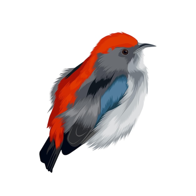 Vector de Flowerpecker de lomo escarlata