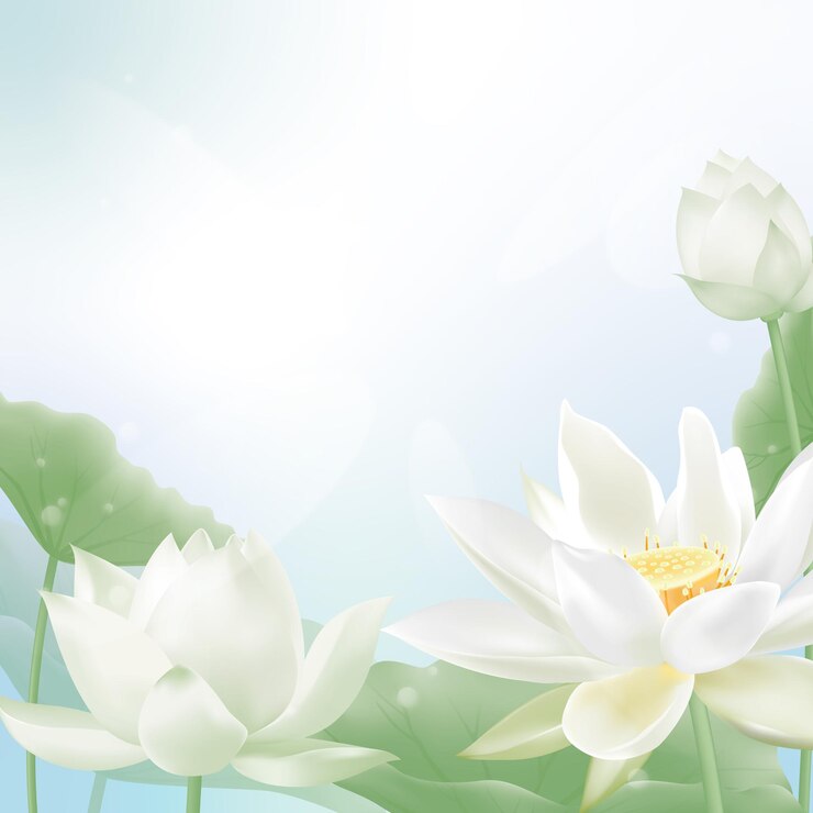 Vector de fondo de banner cuadrado de loto blanco