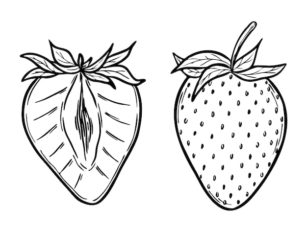 Vector de fresa conjunto de línea de arte dibujo dibujado a mano contorno botánico ilustración dibujo monocromático