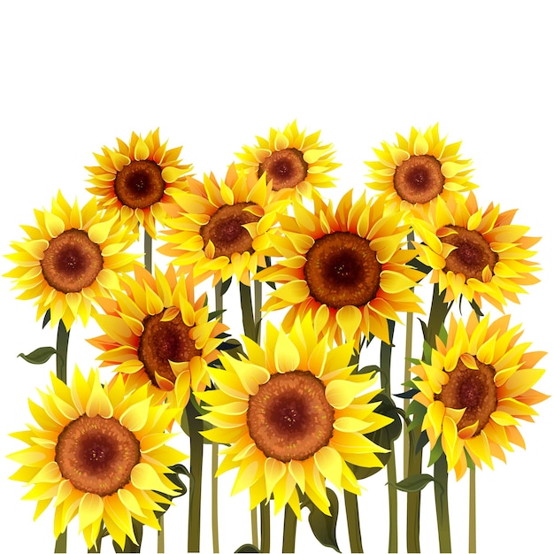 Vector de girasol