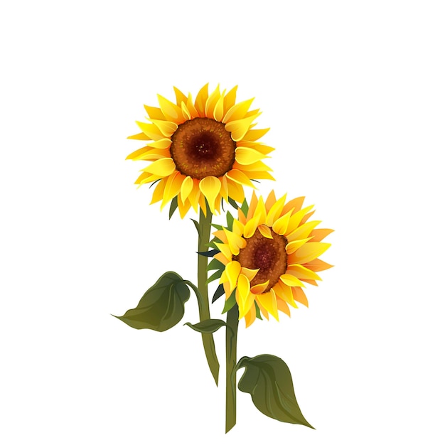 Vector de girasol