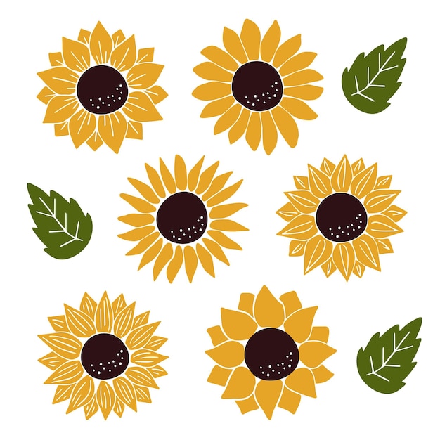 Vector girasoles conjunto aislado en blanco