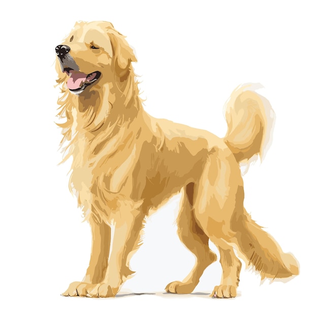 Vector Golden Retriever Clippart de animales de perro con fondo blanco editable