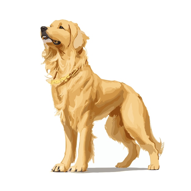 Vector vector, golden retriever, perro, animal, clipart, editable, fondo blanco