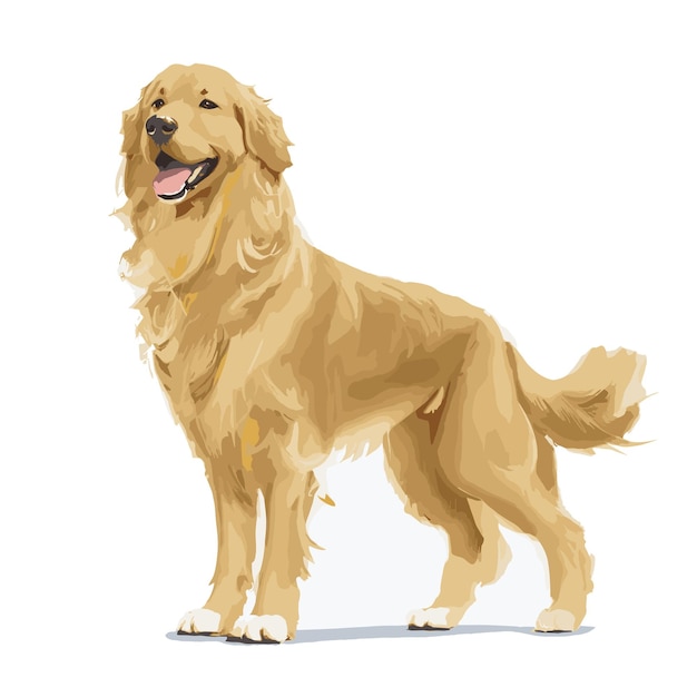 Vector vector, golden retriever, perro, animal, clipart, editable, fondo blanco