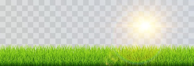 vector de hierba verde primavera png