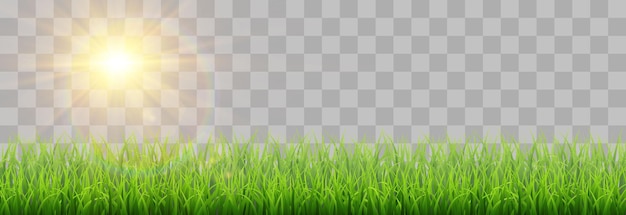 vector de hierba verde primavera png