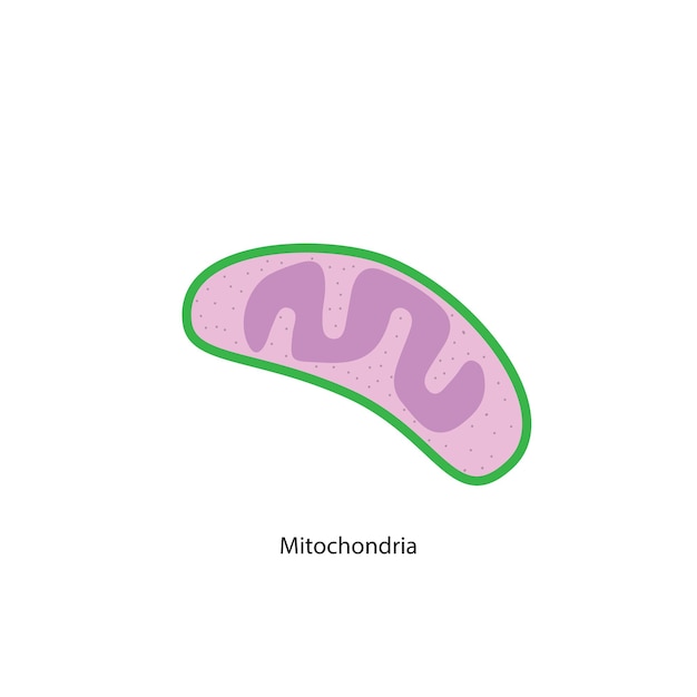 Vector vector de histología mitocondrial