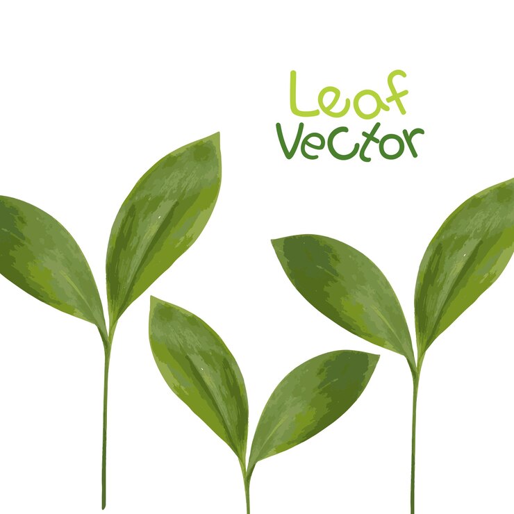 Vector de hoja 4