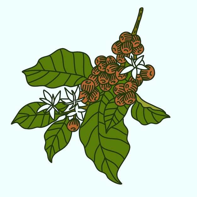 Vector de hoja y frijol de café