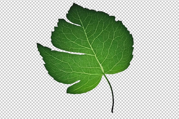 Vector de hoja