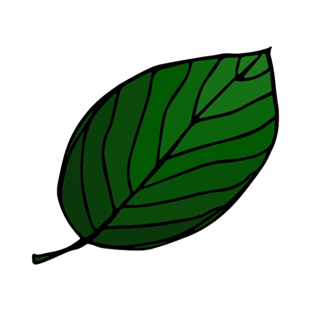 Vector hojas de limón clipart ilustración de planta dibujada a mano para imprimir diseño web decoración logo