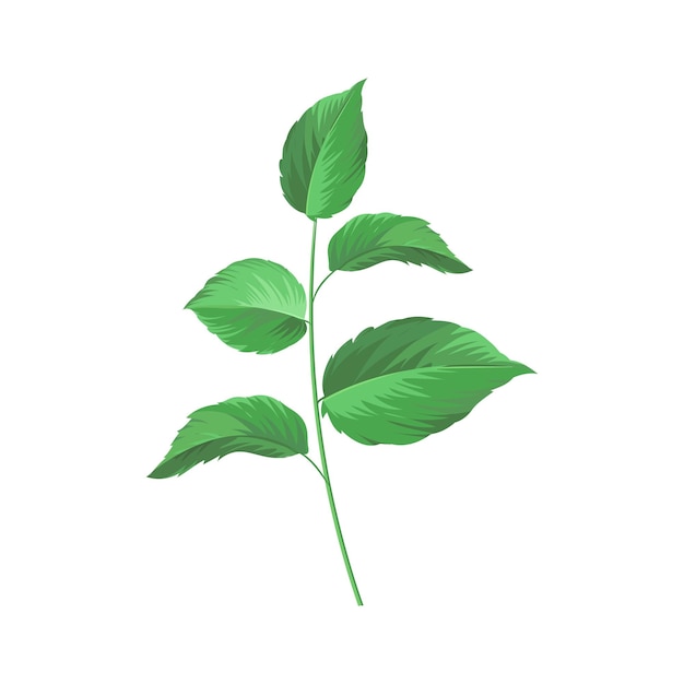 Vector hojas de menta vectorial sobre fondo blanco