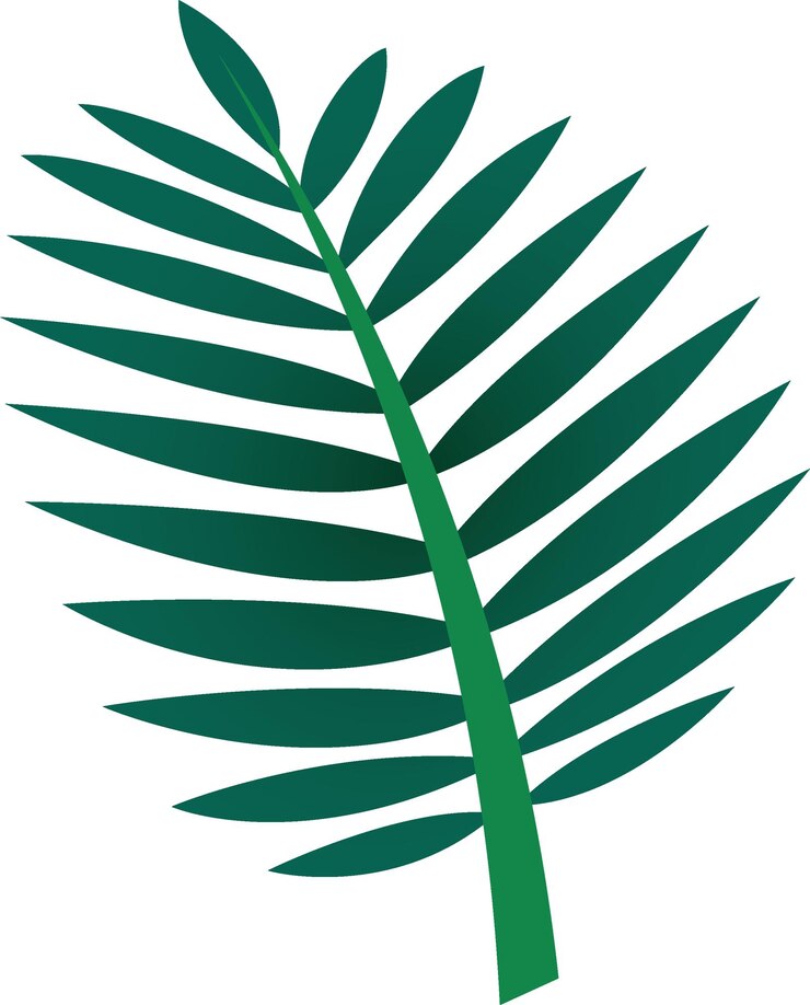 Vector de hojas de palma tropical aisladas en fondo blanco Hojas exóticas de la selva verde para el verano de