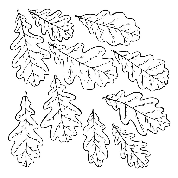Vector de hojas de roble en estilo de arte en línea aisladas sobre un fondo blanco