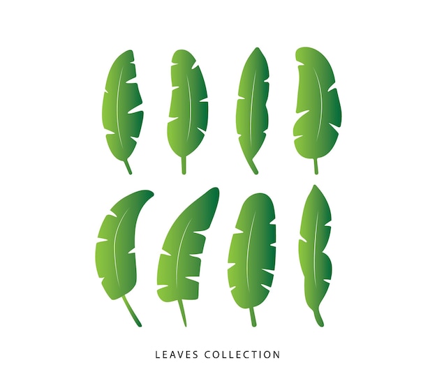 Vector hojas verdes colección de siluetas aisladas en fondo blanco