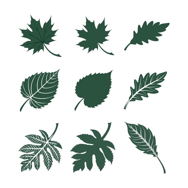 Vector de hojas verdes Conjunto de hojas