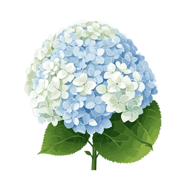 Vector de hortensia sobre un fondo blanco