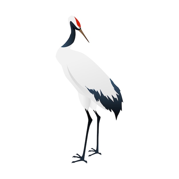 Vector ibis blanco australiano aislado en blanco