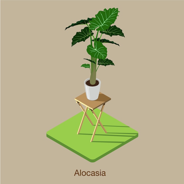 Vector vector de icono 3d isométrico de alocasia