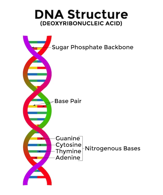 Vector icono científico espiral de ADN y ARN Una ilustración de las diferencias en la estructura