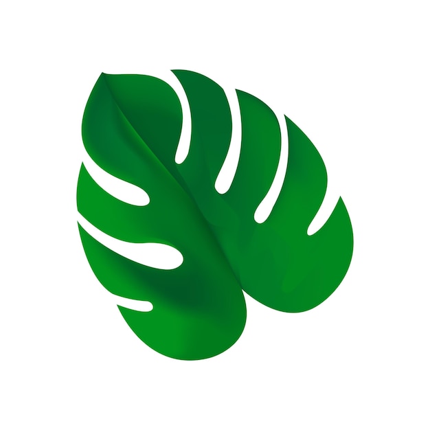 Vector icono de hoja de monstera caricatura de icono de vector de hoja de monstera para diseño web aislado en blanco