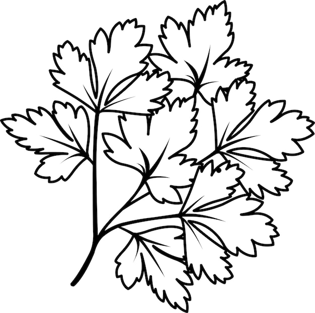 Vector icono lineal perejil rama de perejil hierbas y verduras especias y hierbas vitamina A garabato y boceto