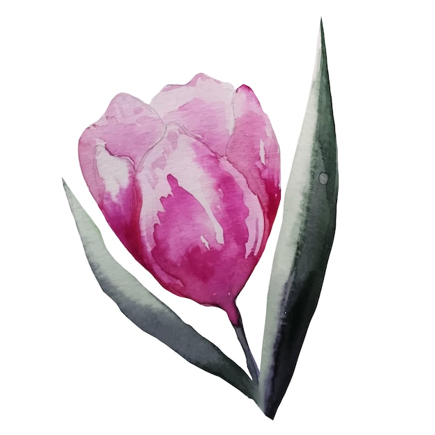 Vector vector de ilustración de acuarela de flor de tulipán floreciente
