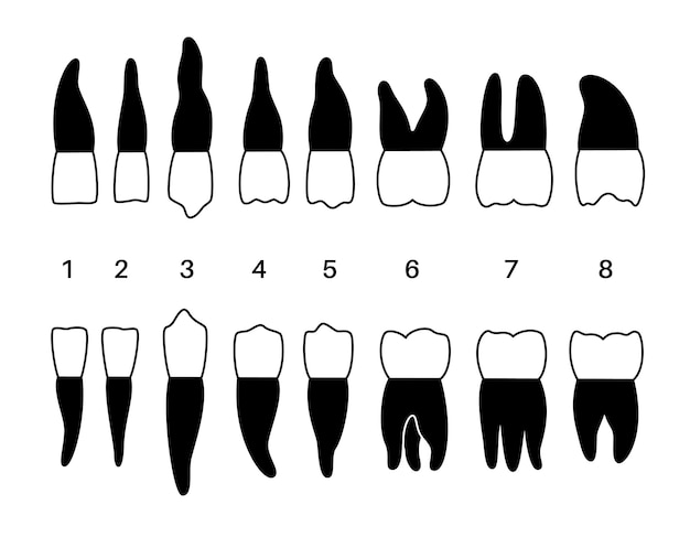 Vector ilustración aislada de dentición de dientes humanos permanentes. Cuadro infográfico con tipos de dientes.