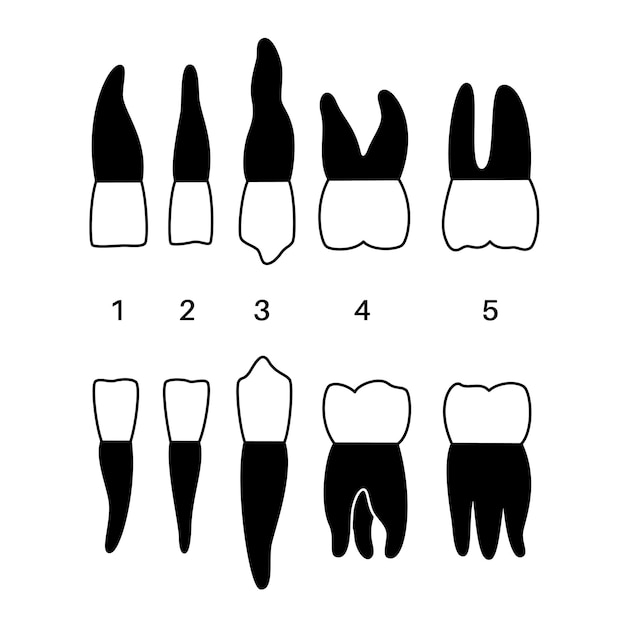 Vector ilustración aislada de dentición de dientes humanos permanentes. Cuadro infográfico con tipos de dientes.