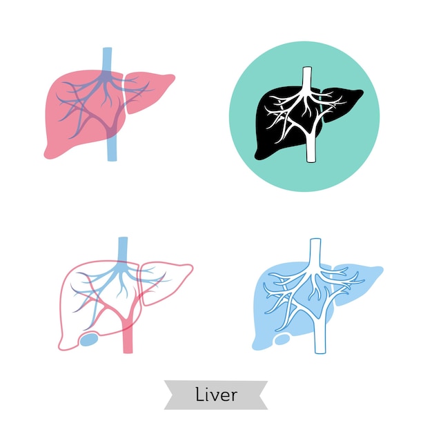 Vector ilustración aislada de hígado