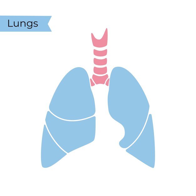 Vector ilustración aislada de pulmón