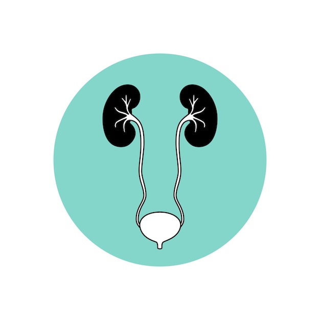 Vector ilustración aislada de riñón