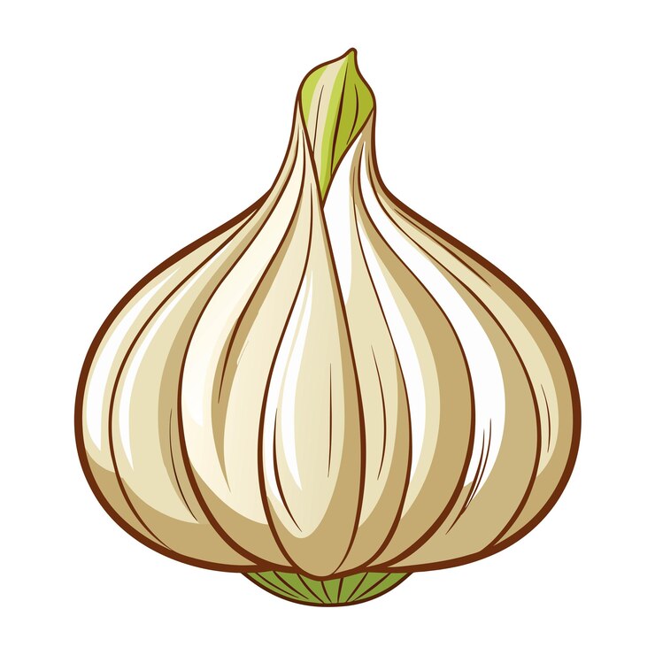 Vector vector de la ilustración ajo en blanco
