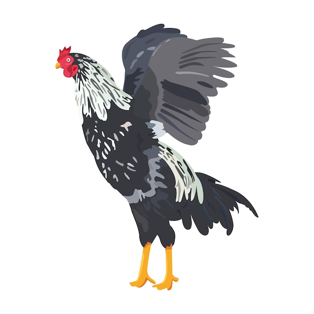 Vector de ilustración de aleteo de alas de gallo