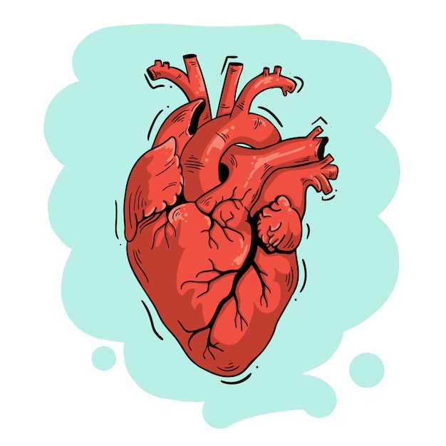 Vector vector ilustración anatómica del corazón