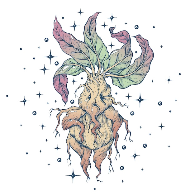 Vector ilustración artística hecha a mano con pluma y tinta Mandrake