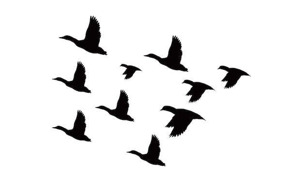 Vector y ilustración de aves voladoras