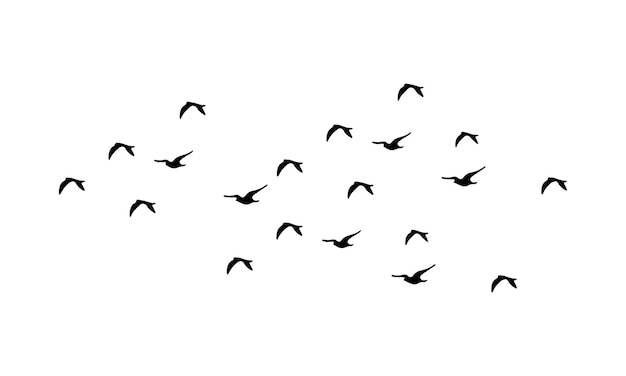 Vector y ilustración de aves voladoras
