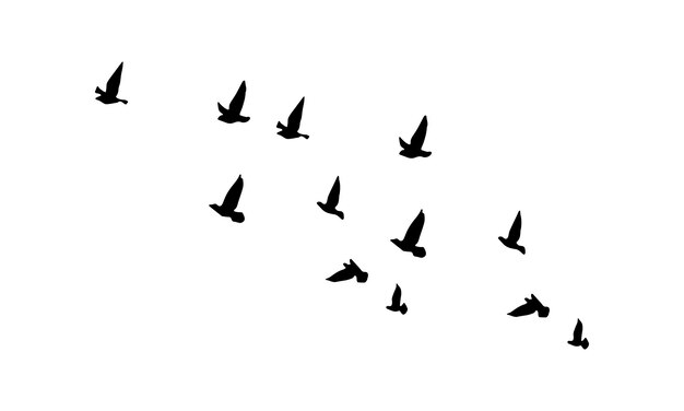 Vector y ilustración de aves voladoras