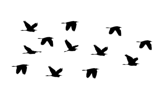 Vector y ilustración de aves voladoras