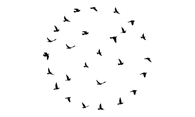 Vector y ilustración de aves voladoras