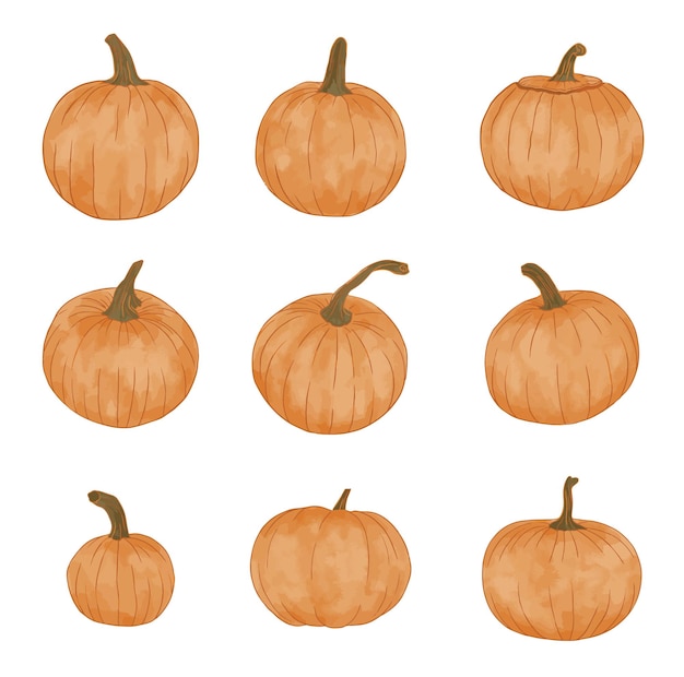 Vector de ilustración de calabaza acuarela