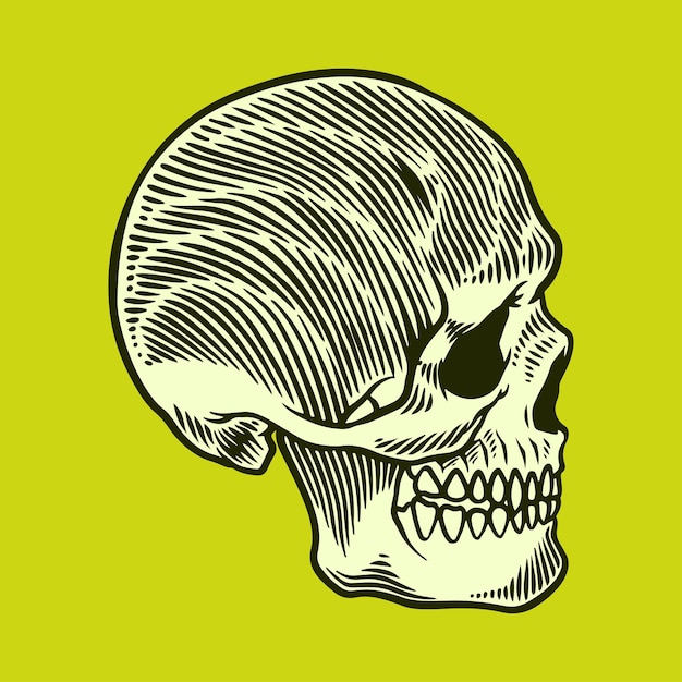 vector de ilustración de cara de cráneo de anatomía