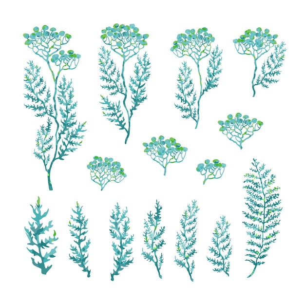 Vector ilustración colorida conjunto de hierbas, plantas y flores gráfico dibujado a mano para diseñar