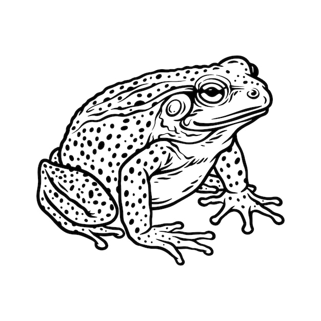 Vector de ilustración dibujada a mano de rana
